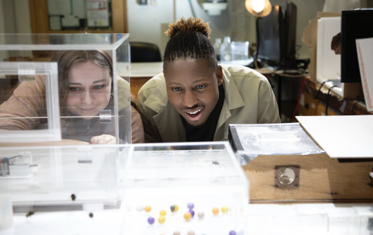 Dr. Sammy Ramsey watches a group of bees in work through a puzzle in a lab.